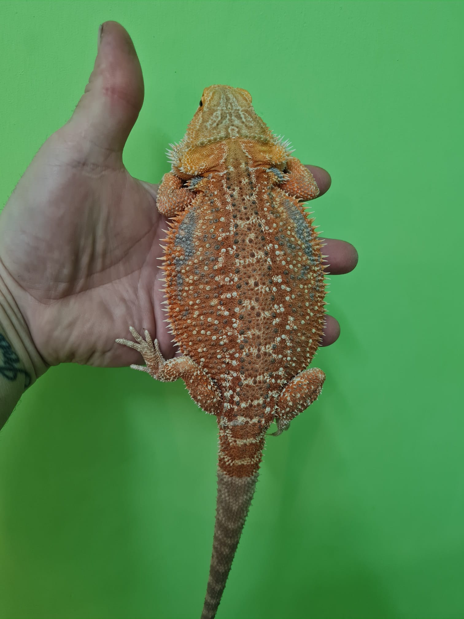 Bearded Dragon