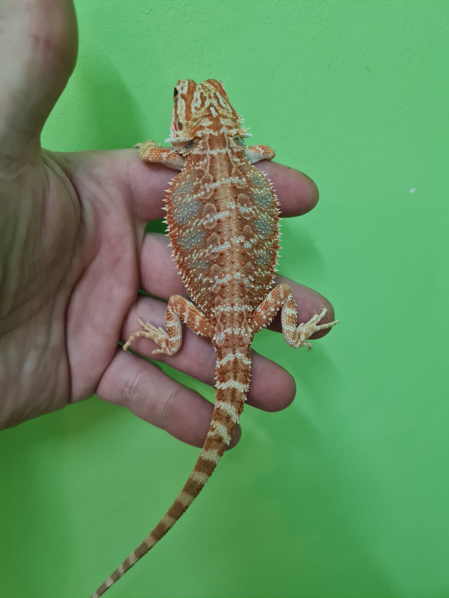 Bearded Dragon