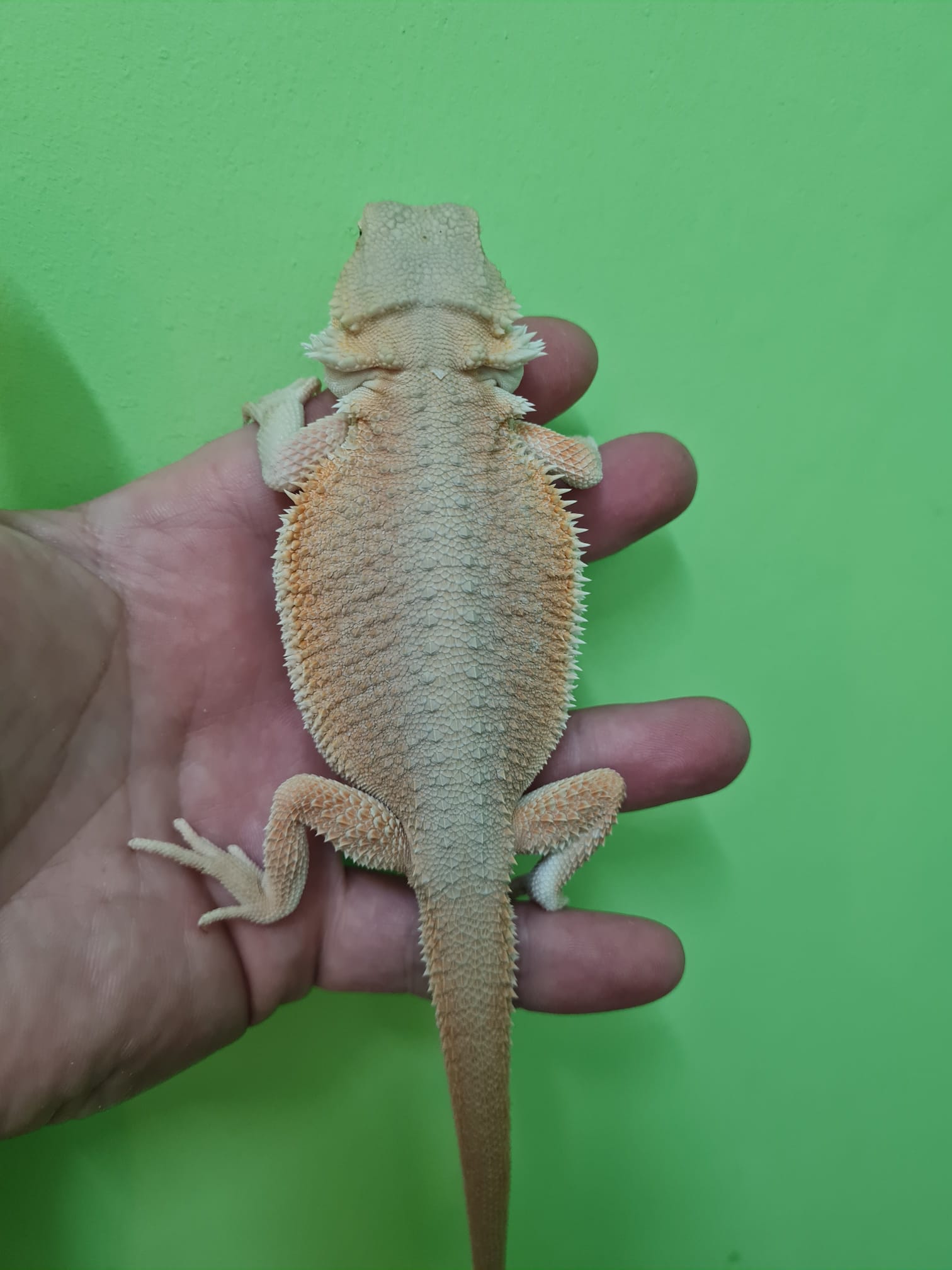 Bearded Dragon
