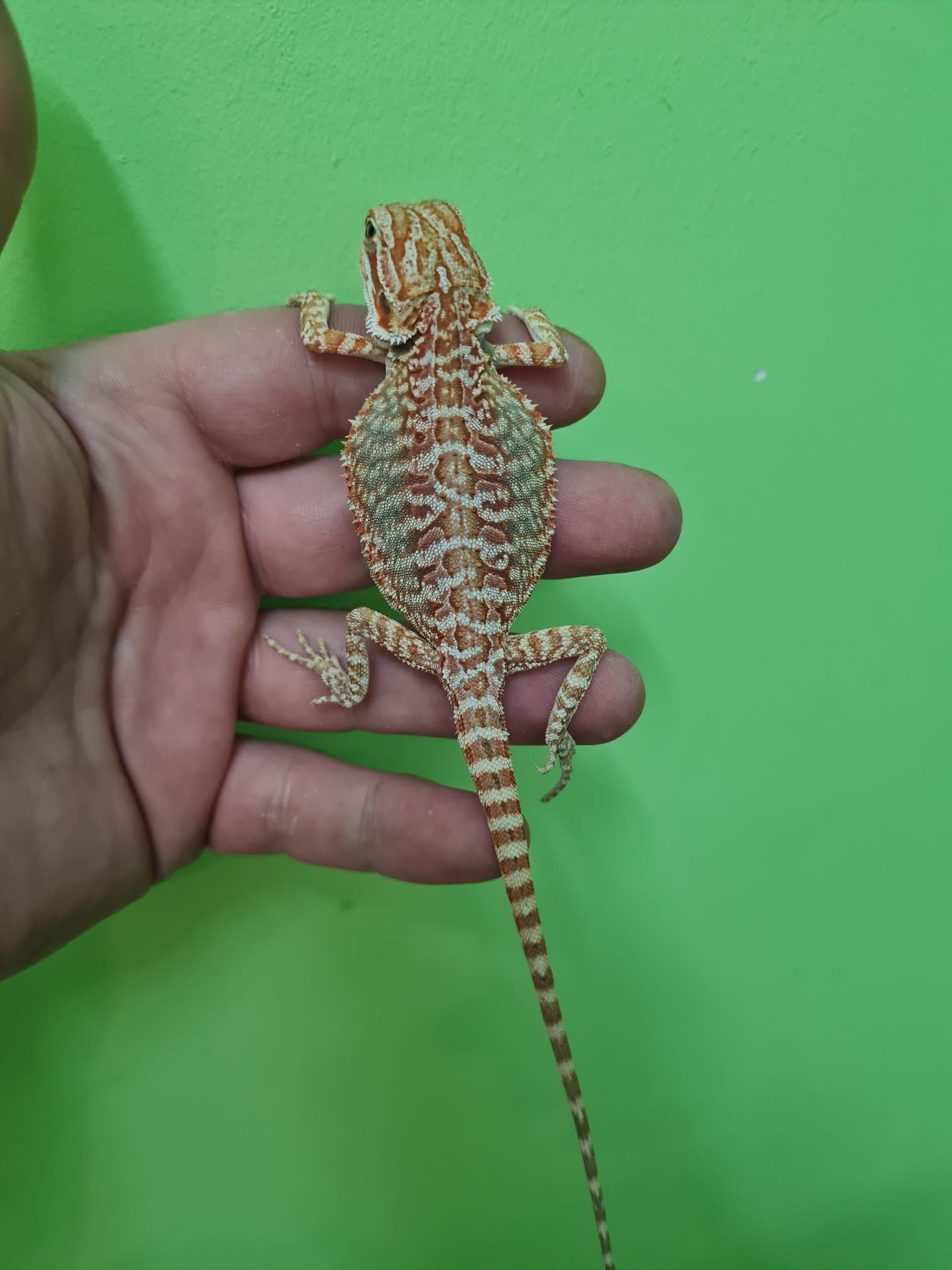 Bearded Dragon